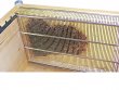 Simplified Confinement Cage for Langhstroth Beehive